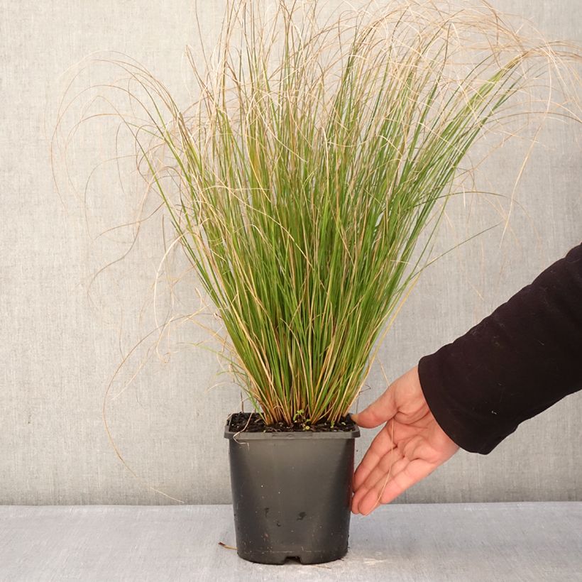 Carex comans  Phoenix - Sedge Green 1.5L/2L pot sample as delivered in winter