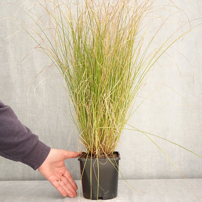 Carex comans  Phoenix - Sedge Green 1.5L/2L pot sample as delivered in spring