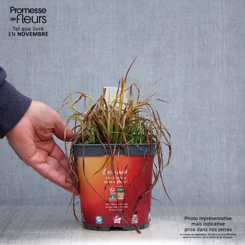 Carex elata Aurea 2L/3L pot sample as delivered in autumn
