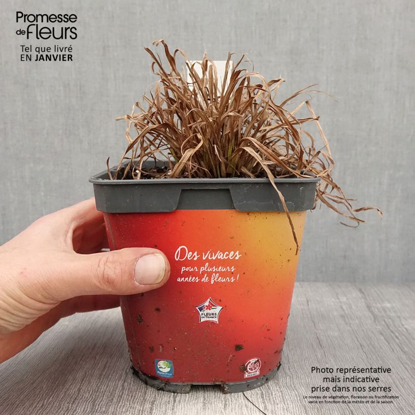 Carex elata Aurea 2L/3L pot sample as delivered in winter
