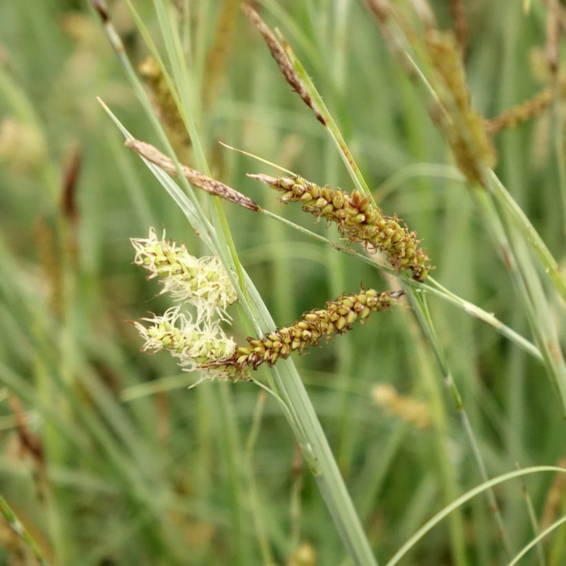 Carex flacca Blue Zinger (Flowering)