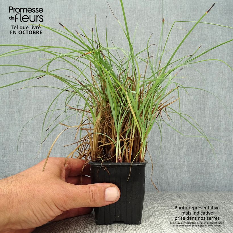 Carex flacca Blue Zinger 8/9 cm pot sample as delivered in autumn