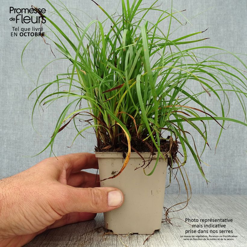 Carex flacca 8/9 cm pot sample as delivered in autumn