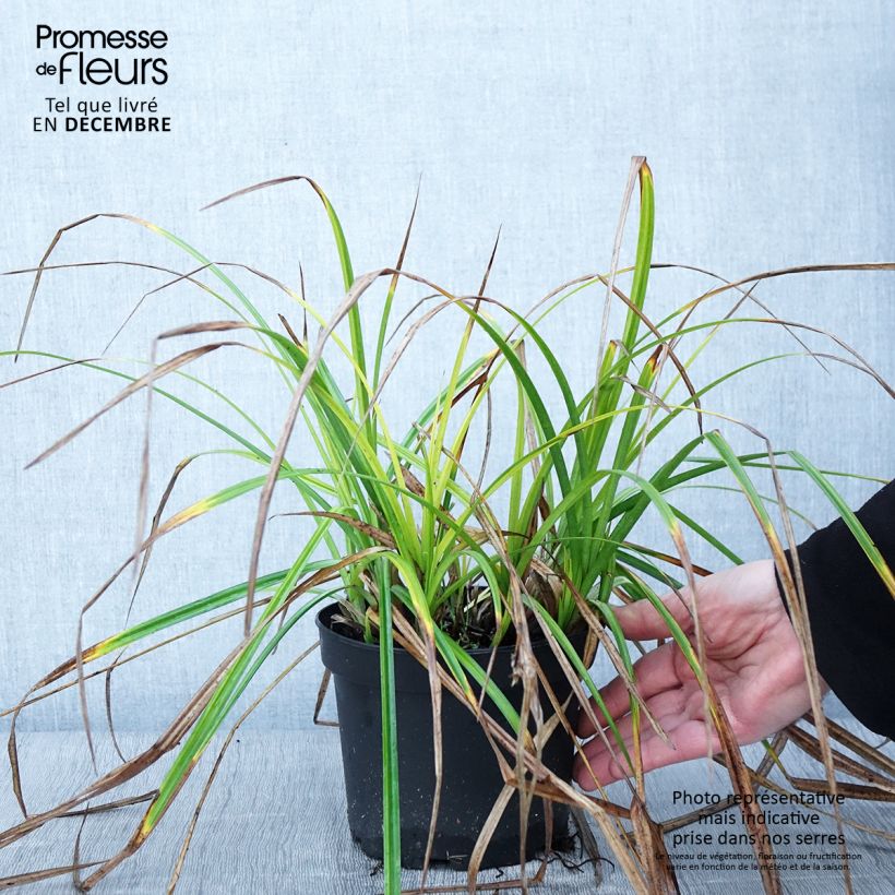 Carex grayi - Club sedge 2L/3L pot sample as delivered in autumn