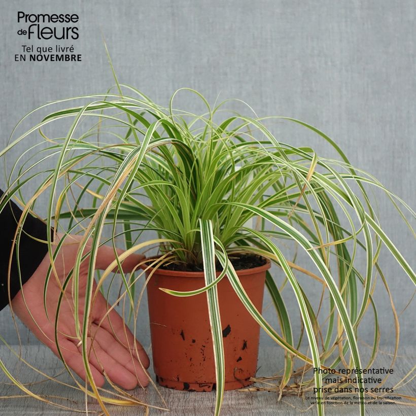 Carex Feather Falls 1L/1.5L pot sample as delivered in autumn