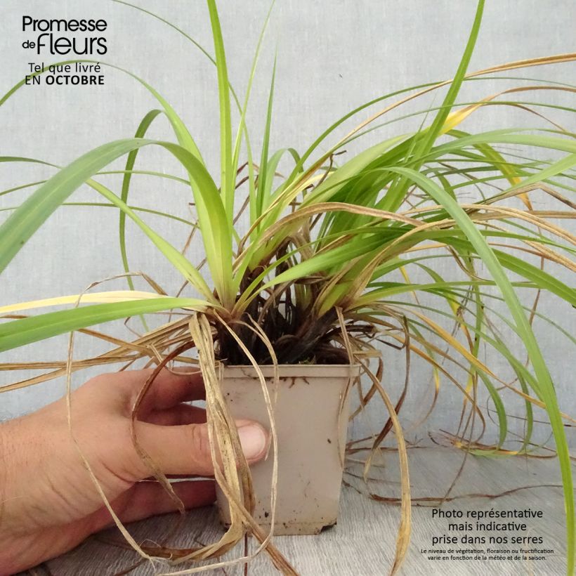 Carex Feather Falls 8/9 cm pot sample as delivered in autumn