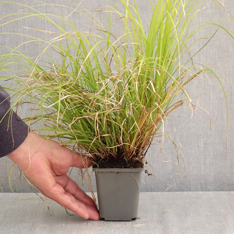 Carex lenta Osaka 8/9 cm pot sample as delivered in autumn