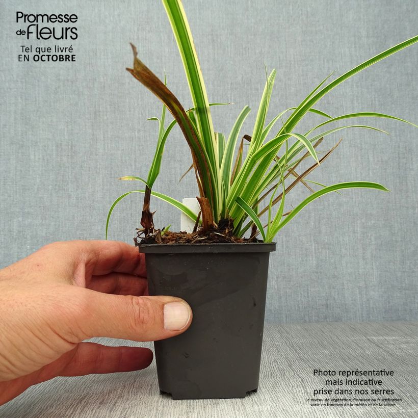 Carex morrowii Aureovariegata 8/9 cm pot sample as delivered in autumn