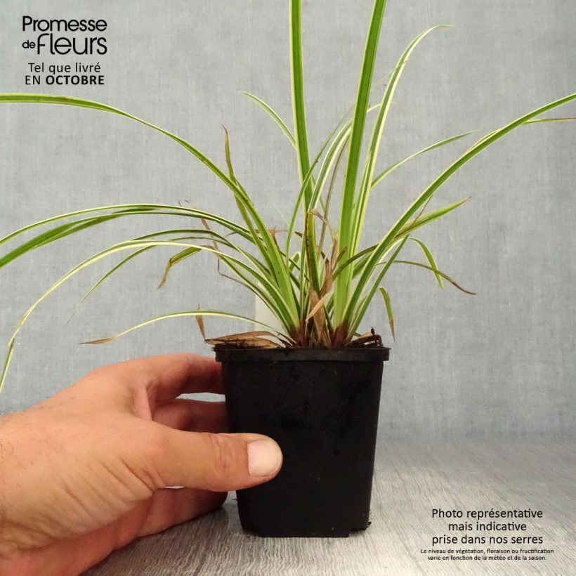Carex morrowii Goldband 8/9 cm pot sample as delivered in autumn