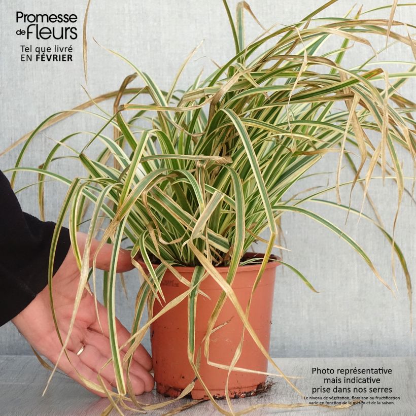 Carex morrowii Goldband 1L/1.5L pot sample as delivered in winter