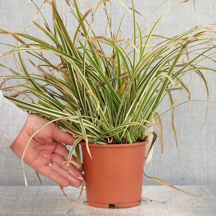 Carex morrowii Goldband 1L/1.5L pot sample as delivered in spring