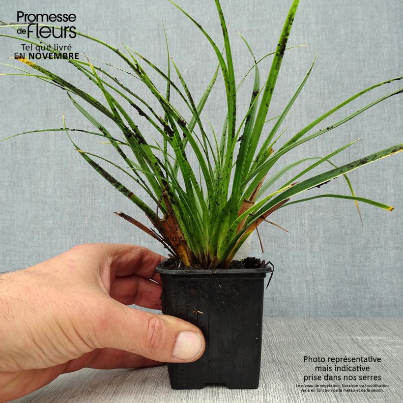 Carex morrowii Variegata 8/9 cm pot sample as delivered in autumn