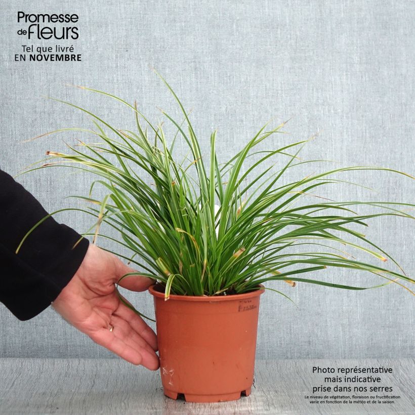 Carex morrowii Variegata 1L/1.5L pot sample as delivered in autumn