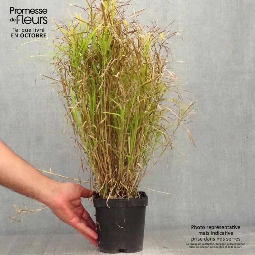 Carex muskingumensis 2L/3L pot sample as delivered in autumn