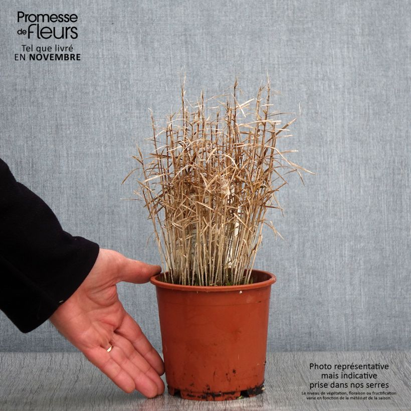 Carex muskingumensis Little Midge 1L/1.5L pot sample as delivered in autumn