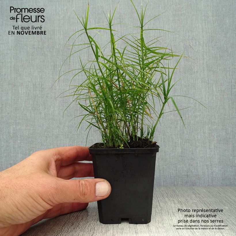 Carex muskingumensis Little Midge 8/9 cm pot sample as delivered in autumn