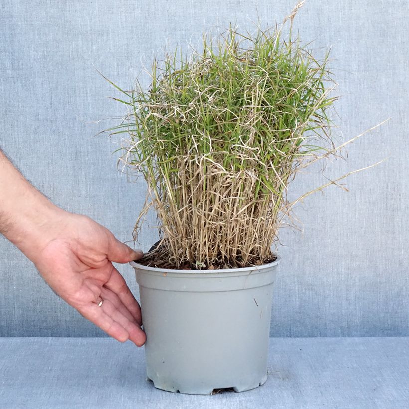 Carex muskingumensis Little Midge 3L/4L pot sample as delivered in summer
