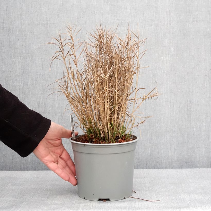 Carex muskingumensis Little Midge 3L/4L pot sample as delivered in winter