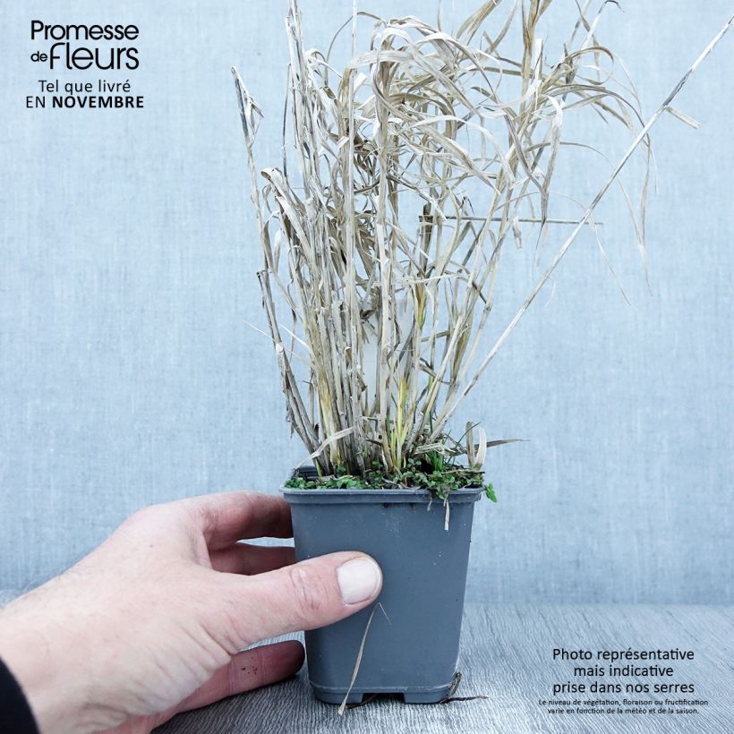Carex muskingumensis Oehme 8/9 cm pot sample as delivered in autumn