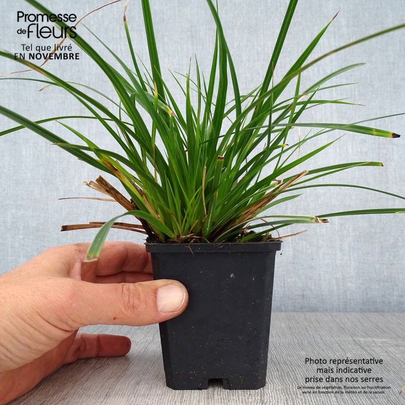 Carex muskingumensis Variegata 8/9 cm pot sample as delivered in autumn