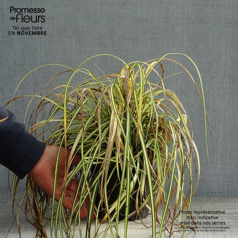 Carex oshimensis Everest - Oshima sedge 2L/3L pot sample as delivered in autumn