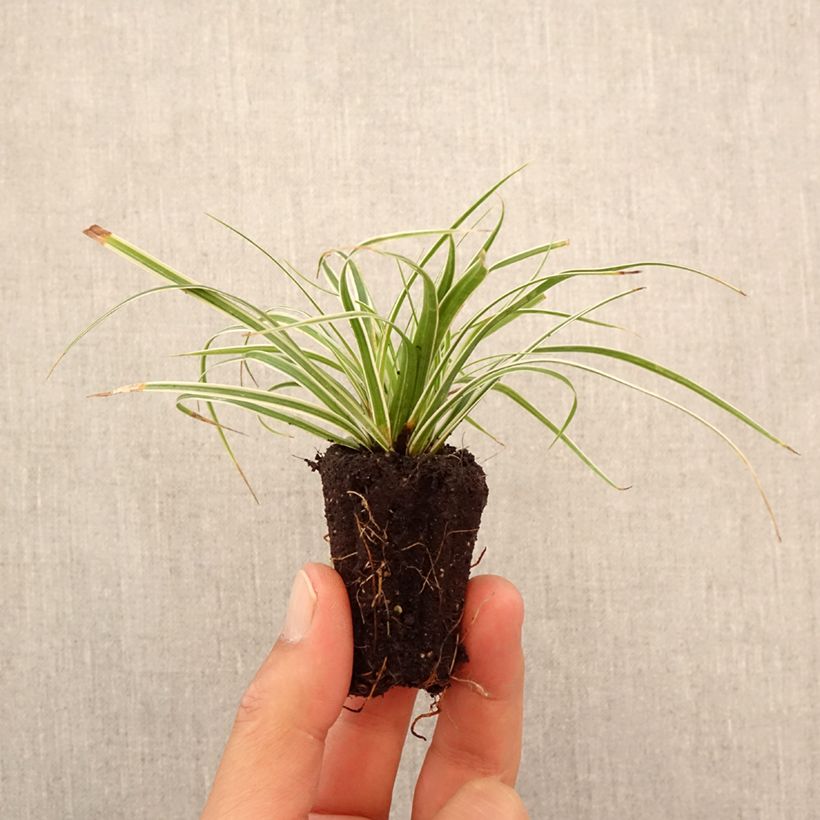 Carex oshimensis Everest - Oshima sedge Plug plant 3/4cm sample as delivered in autumn