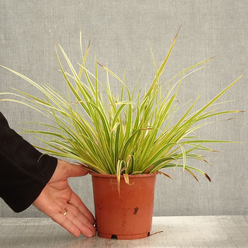 Carex oshimensis Everglow - Oshima Sedge 1.5L/2L pot sample as delivered in autumn
