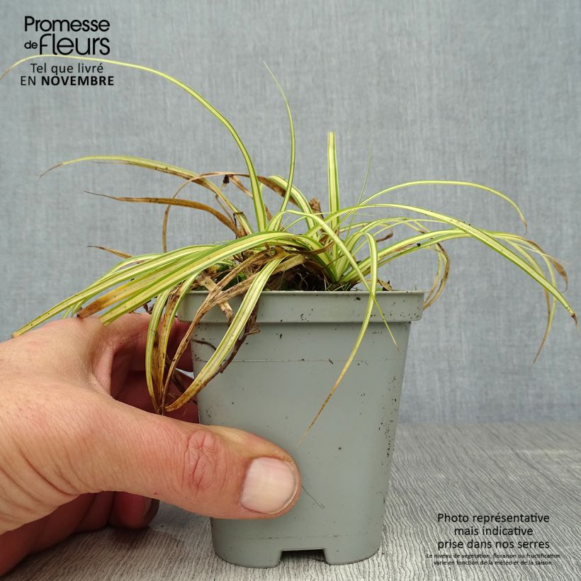Carex oshimensis Evergold - Oshima Sedge 8/9 cm pot sample as delivered in autumn
