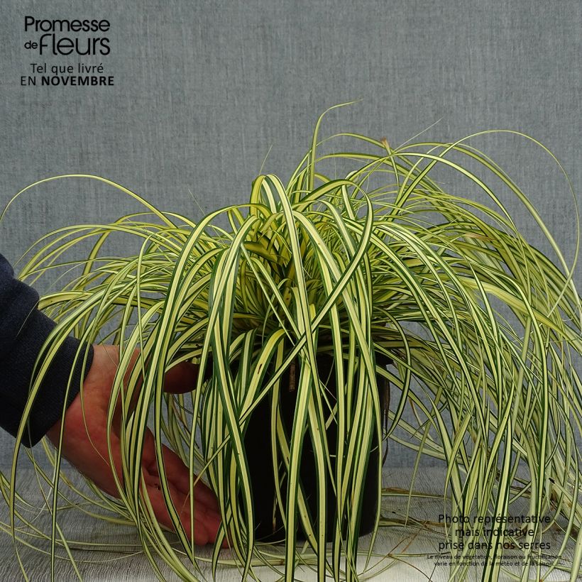 Carex oshimensis Evergold - Oshima Sedge 2L/3L pot sample as delivered in autumn
