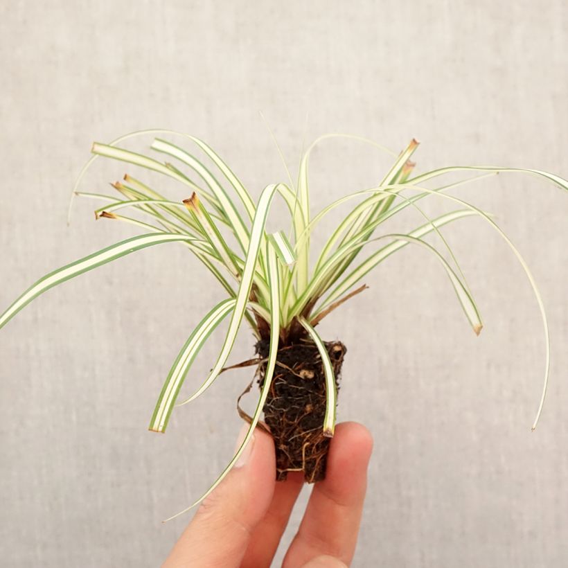 Carex oshimensis Evergold - Oshima Sedge Plug plant 3/4cm sample as delivered in autumn