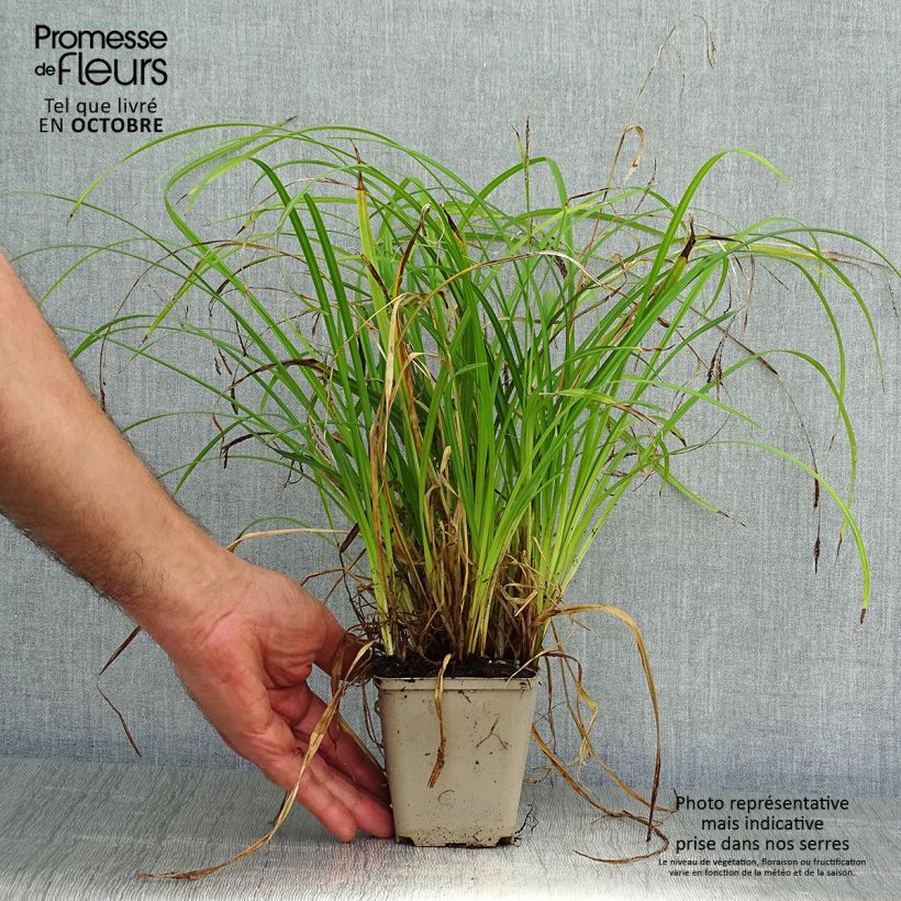 Carex oshimensis EverColor Everlime - Oshima Sedge 8/9 cm pot sample as delivered in autumn