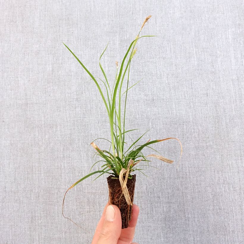 Carex oshimensis EverColor Everlime - Oshima Sedge Plug plant 3/4cm sample as delivered in spring