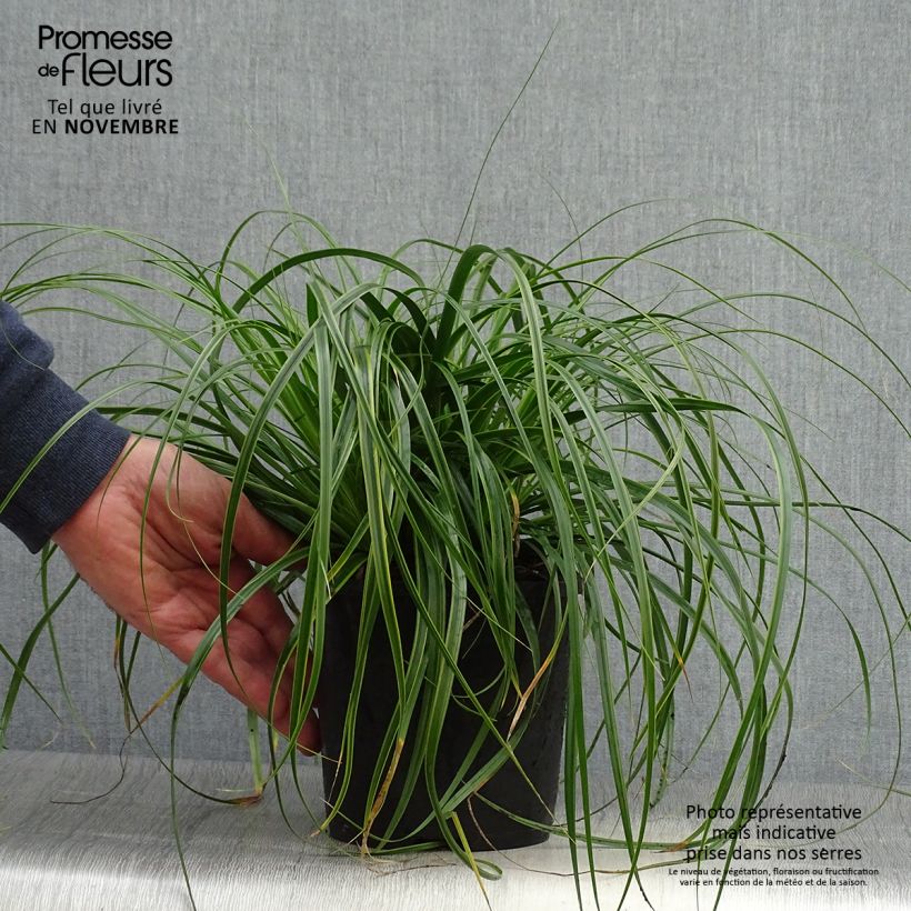 Carex oshimensis EverColor Everlime - Oshima Sedge 2L/3L pot sample as delivered in autumn