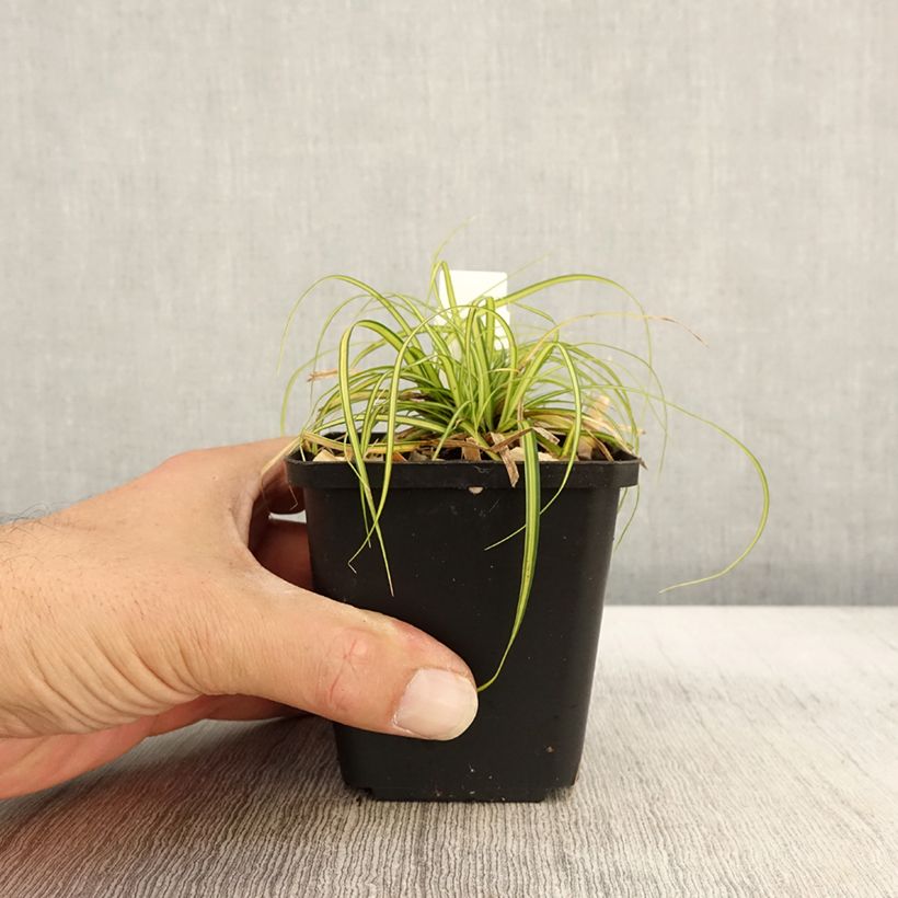 Carex oshimensis Eversheen - Oshima Sedge 8/9 cm pot sample as delivered in autumn