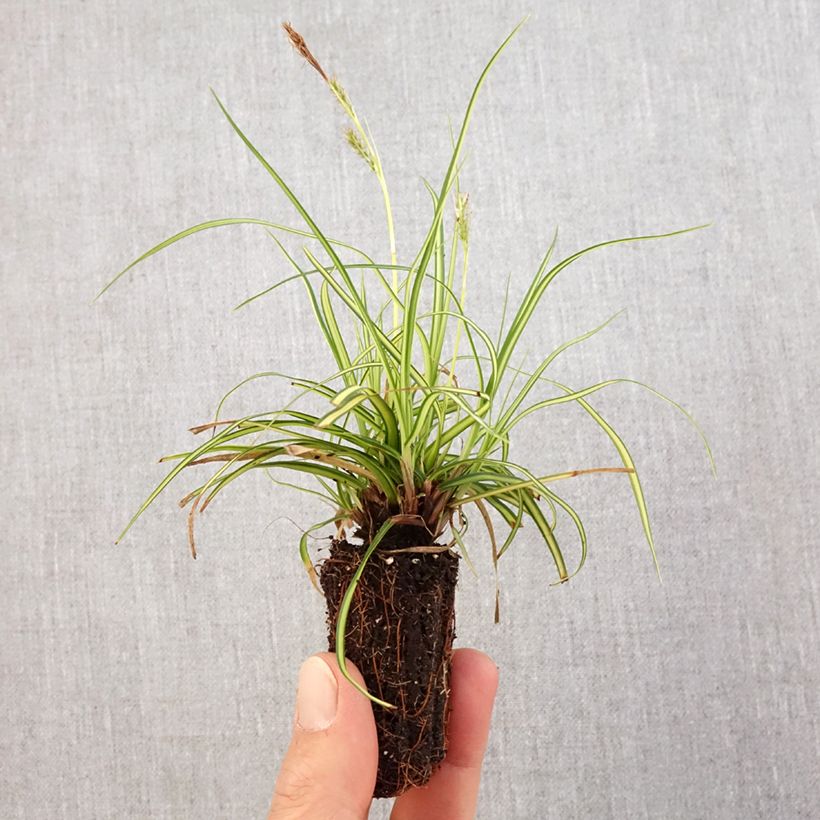 Carex oshimensis Eversheen - Oshima Sedge Plug plant 3/4cm sample as delivered in spring