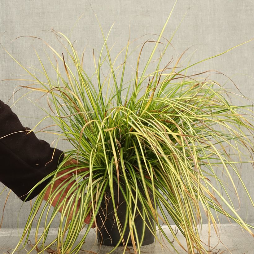 Carex oshimensis Eversheen - Oshima Sedge 2L/3L pot sample as delivered in autumn