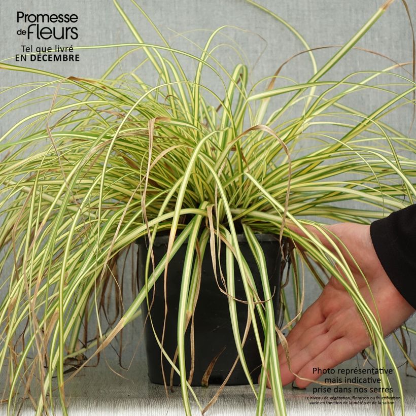 Carex oshimensis Eversheen - Oshima Sedge 2L/3L pot sample as delivered in winter