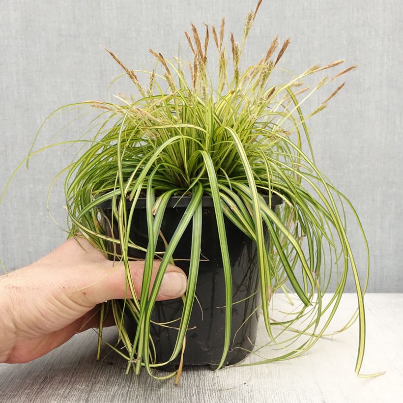 Carex oshimensis Eversheen - Oshima Sedge 2L/3L pot sample as delivered in spring