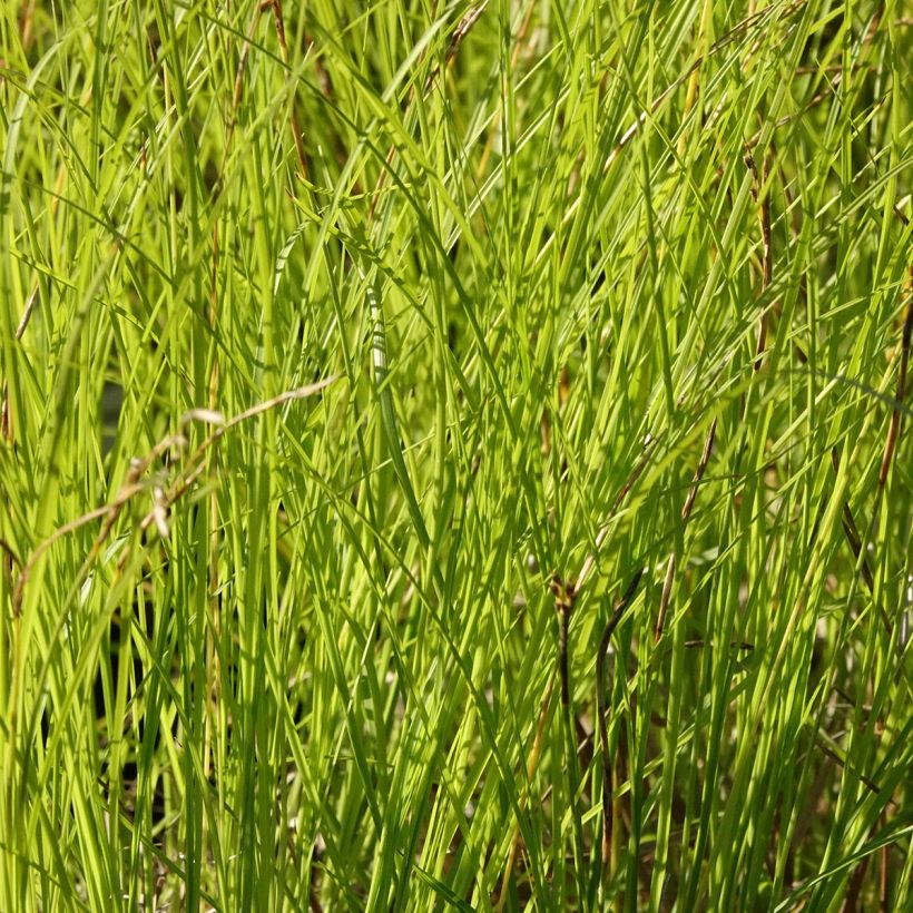 Carex pensylvanica  (Foliage)