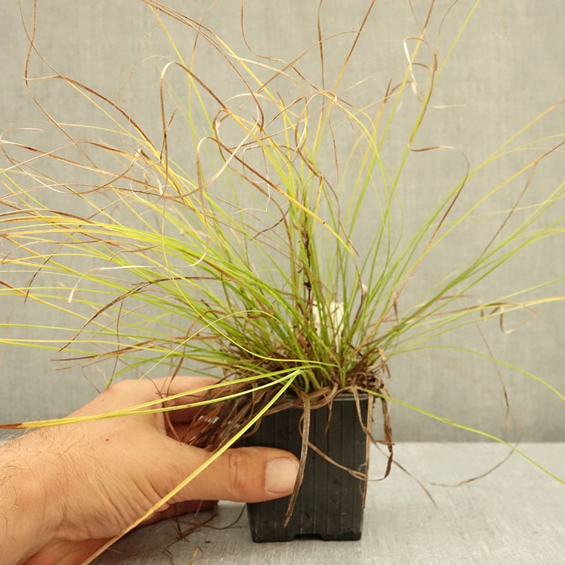 Carex pensylvanica  8/9 cm pot sample as delivered in summer