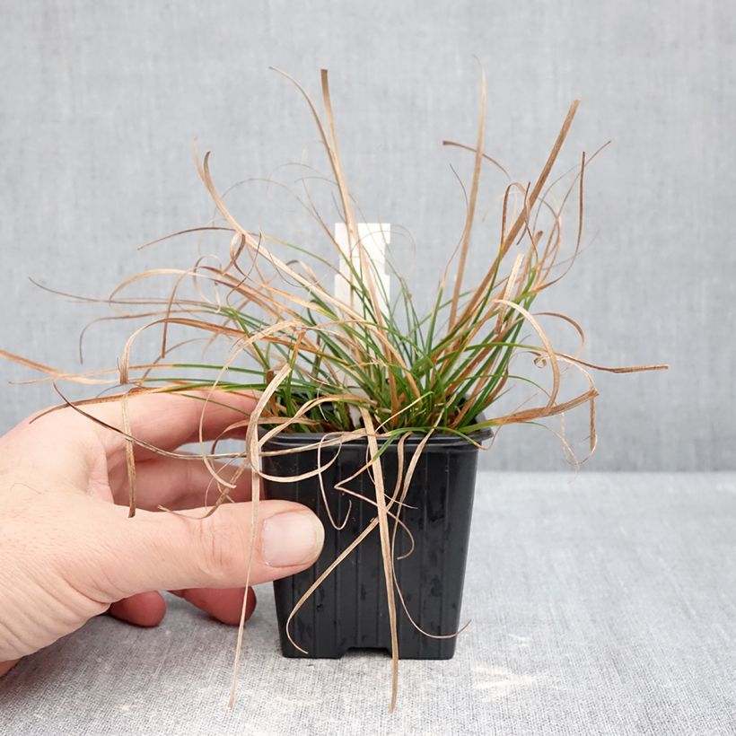 Carex pensylvanica  8/9 cm pot sample as delivered in winter