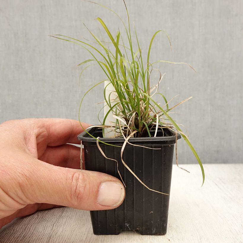 Carex pensylvanica  8/9 cm pot sample as delivered in spring