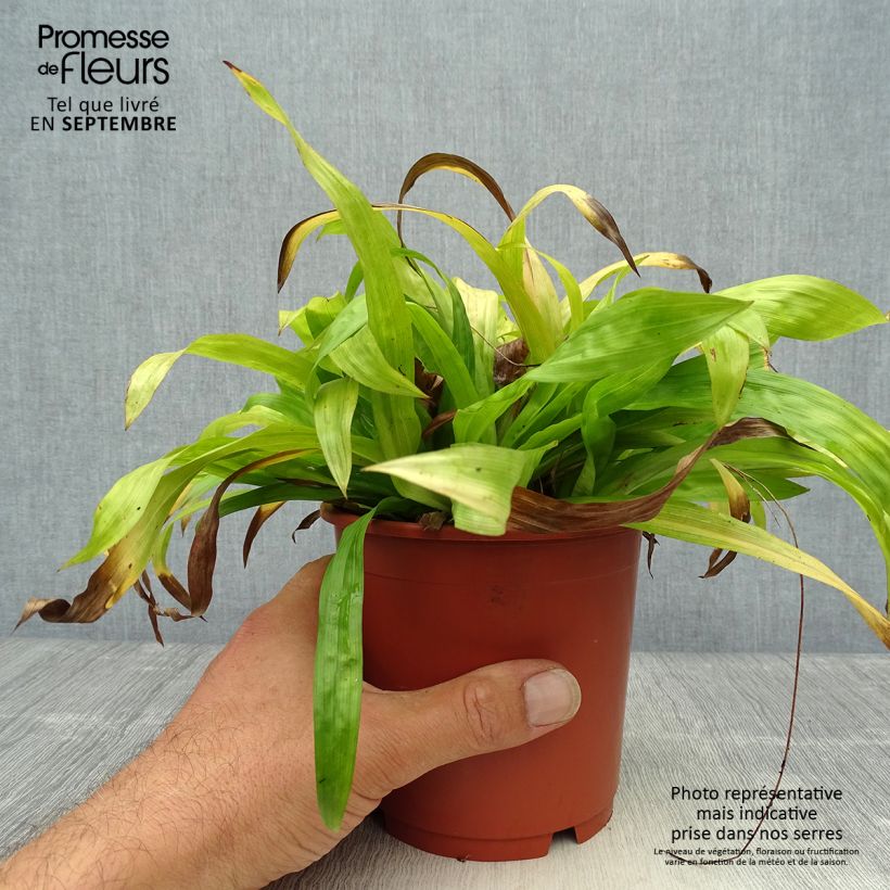Carex plantaginea 1L/1.5L pot sample as delivered in autumn