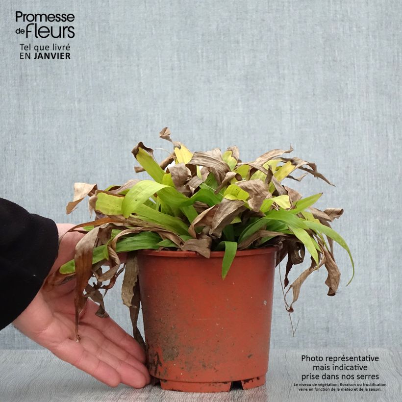 Carex plantaginea 1L/1.5L pot sample as delivered in winter