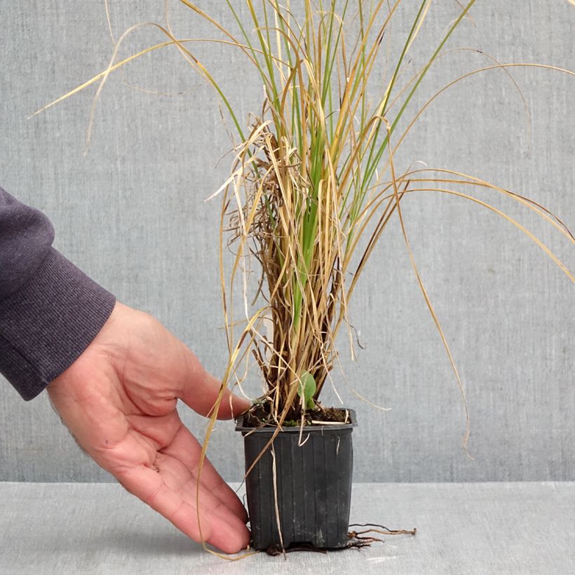 Carex secta  8/9 cm pot sample as delivered in autumn