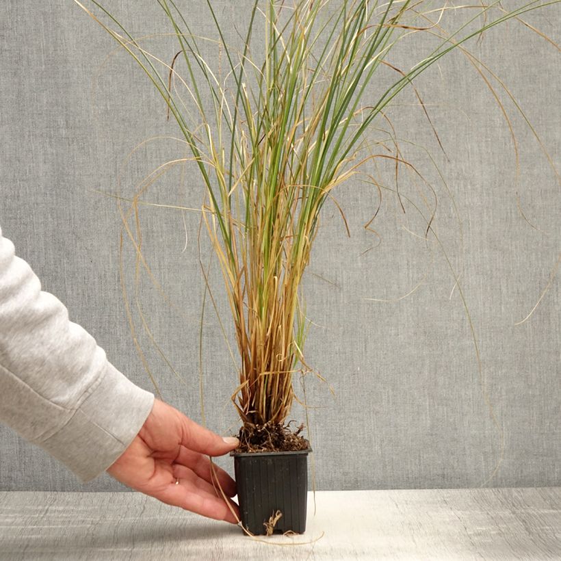 Carex secta  8/9 cm pot sample as delivered in spring