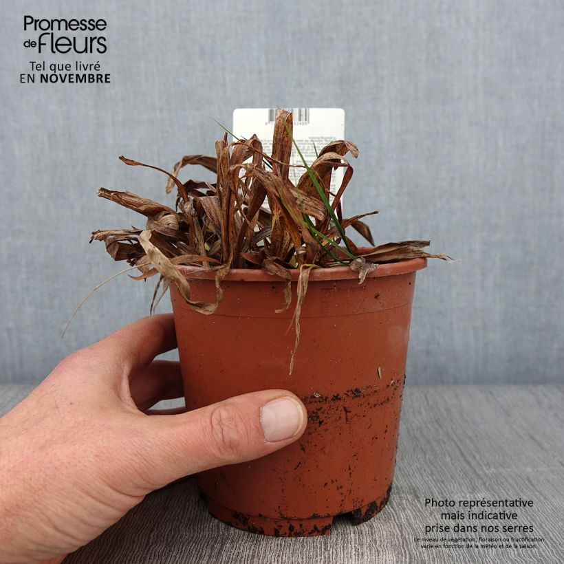 Carex siderosticta Variegata 1L/1.5L pot sample as delivered in autumn