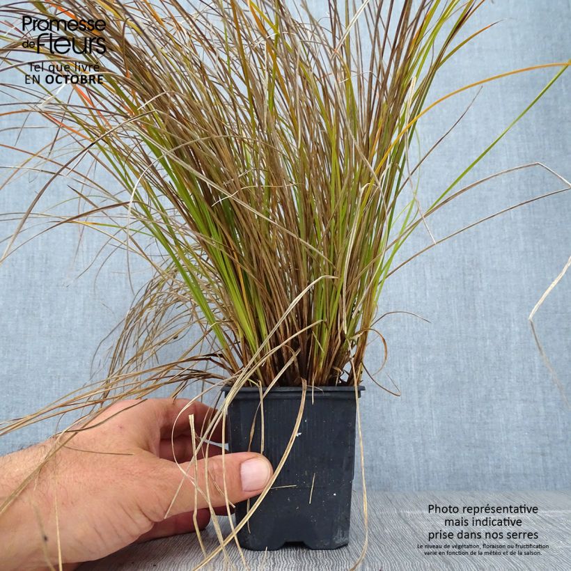 Carex testacea Lime Shine 8/9 cm pot sample as delivered in autumn