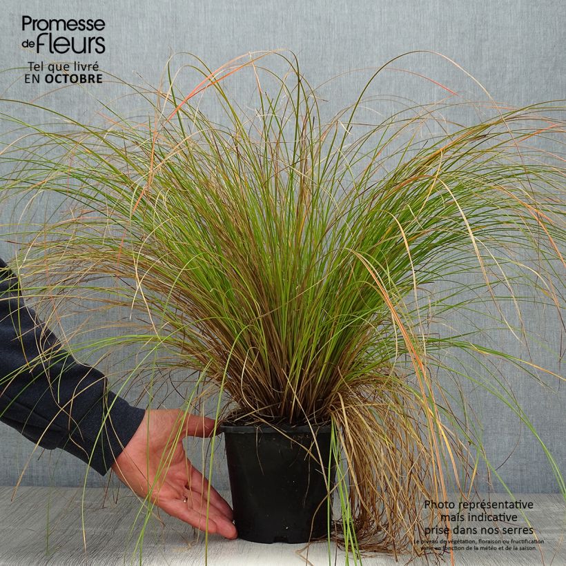Carex testacea Prairie Fire 2L/3L pot sample as delivered in autumn