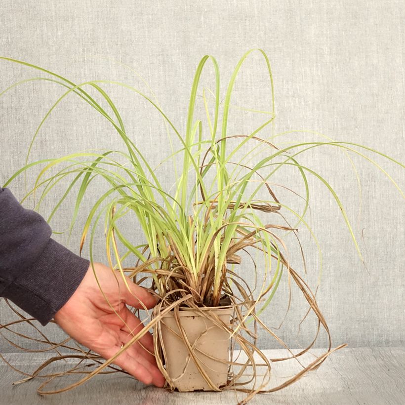 Carex trifida Rekohu Sunrise 8/9 cm pot sample as delivered in autumn